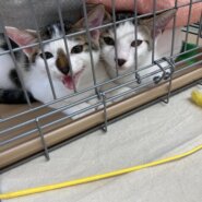 生後4ヶ月の子猫(男の子)