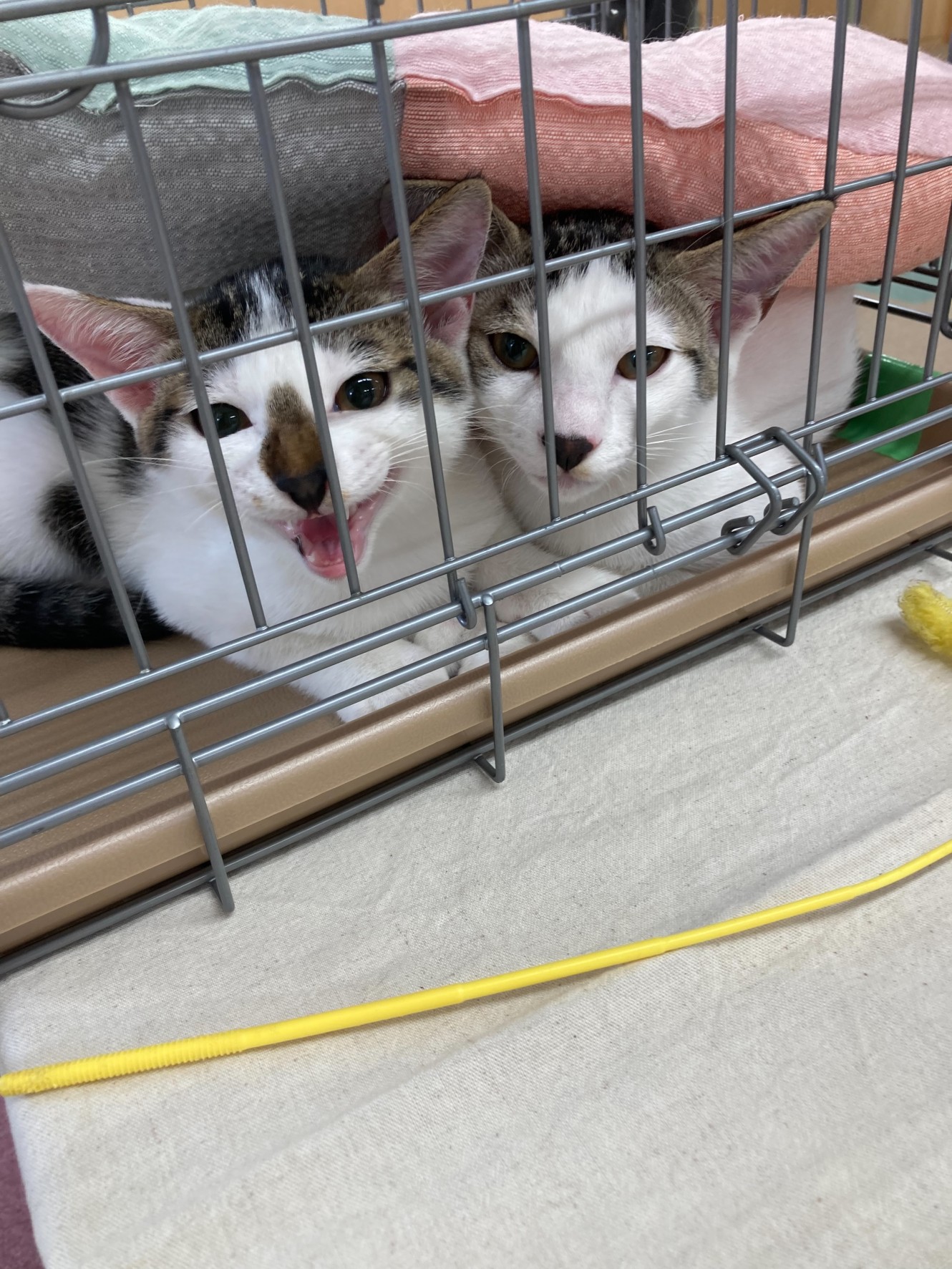 生後4ヶ月の子猫(男の子)