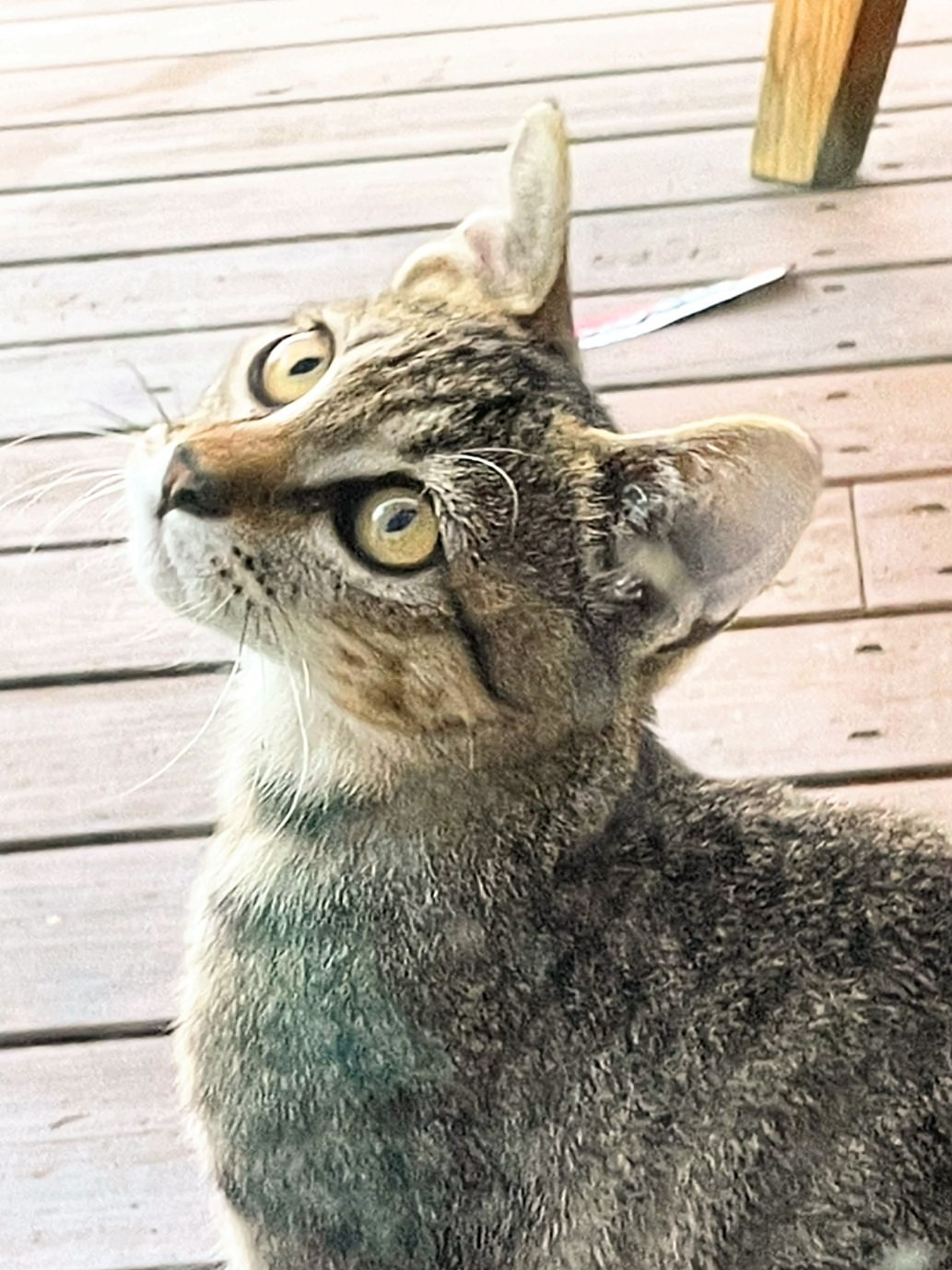 【急募】置いてけぼりのキジトラの女の子