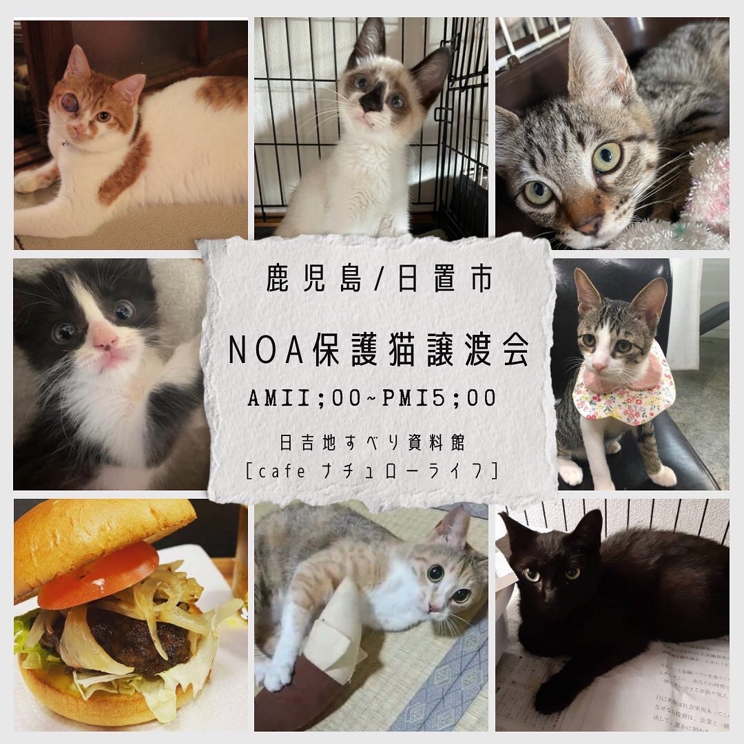 鹿児島Noa保護猫譲渡会