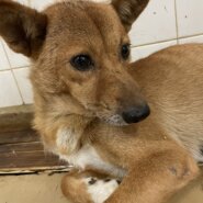 家族に迎えて下さい