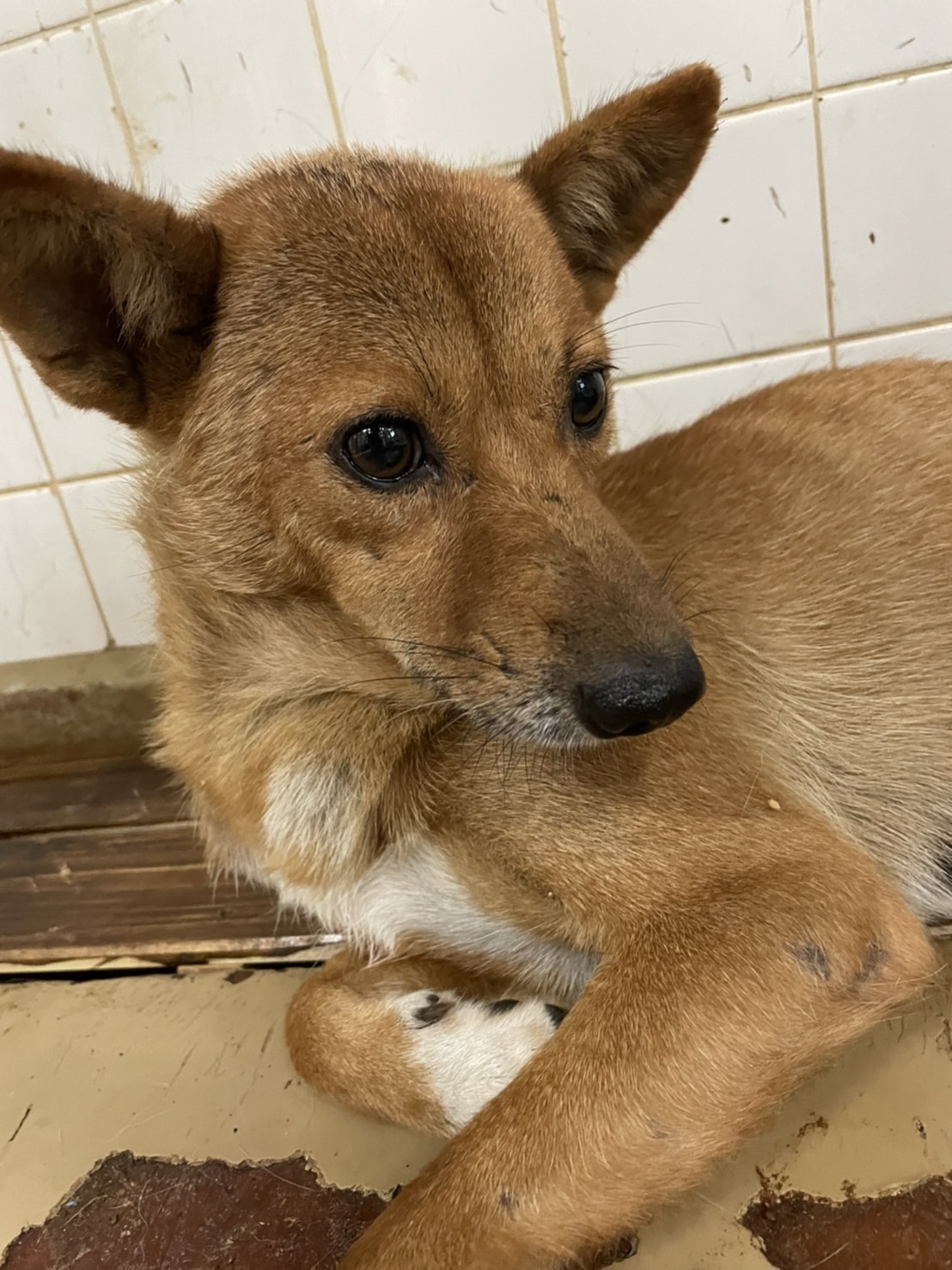 家族に迎えて下さい