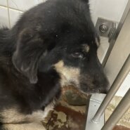 大人しい子ですクロちゃん家族に迎えて下さい