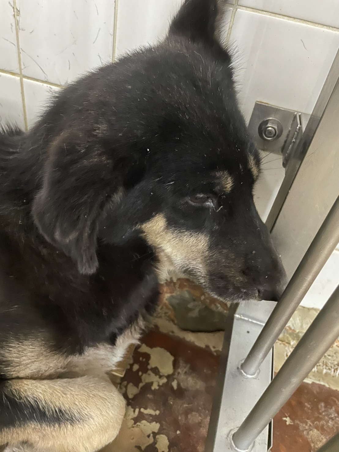 大人しい子ですクロちゃん家族に迎えて下さい