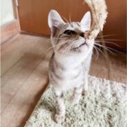 ねいと♂人をメロメロにするのが得意