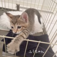 ふうちゃん♀人が大好きな甘えん坊