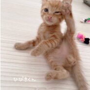 ひびきくん♂走り回るのが大好き