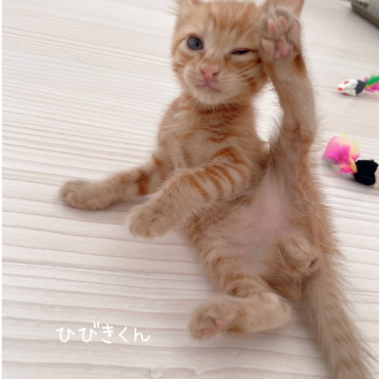 ひびきくん♂走り回るのが大好き