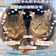 和風猫本舗にゃんにゃん譲渡会
