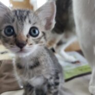 好奇心旺盛な女の子