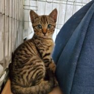 ずっとのお家が決まりました！可愛く成長中！3ヶ月の男の子つくし