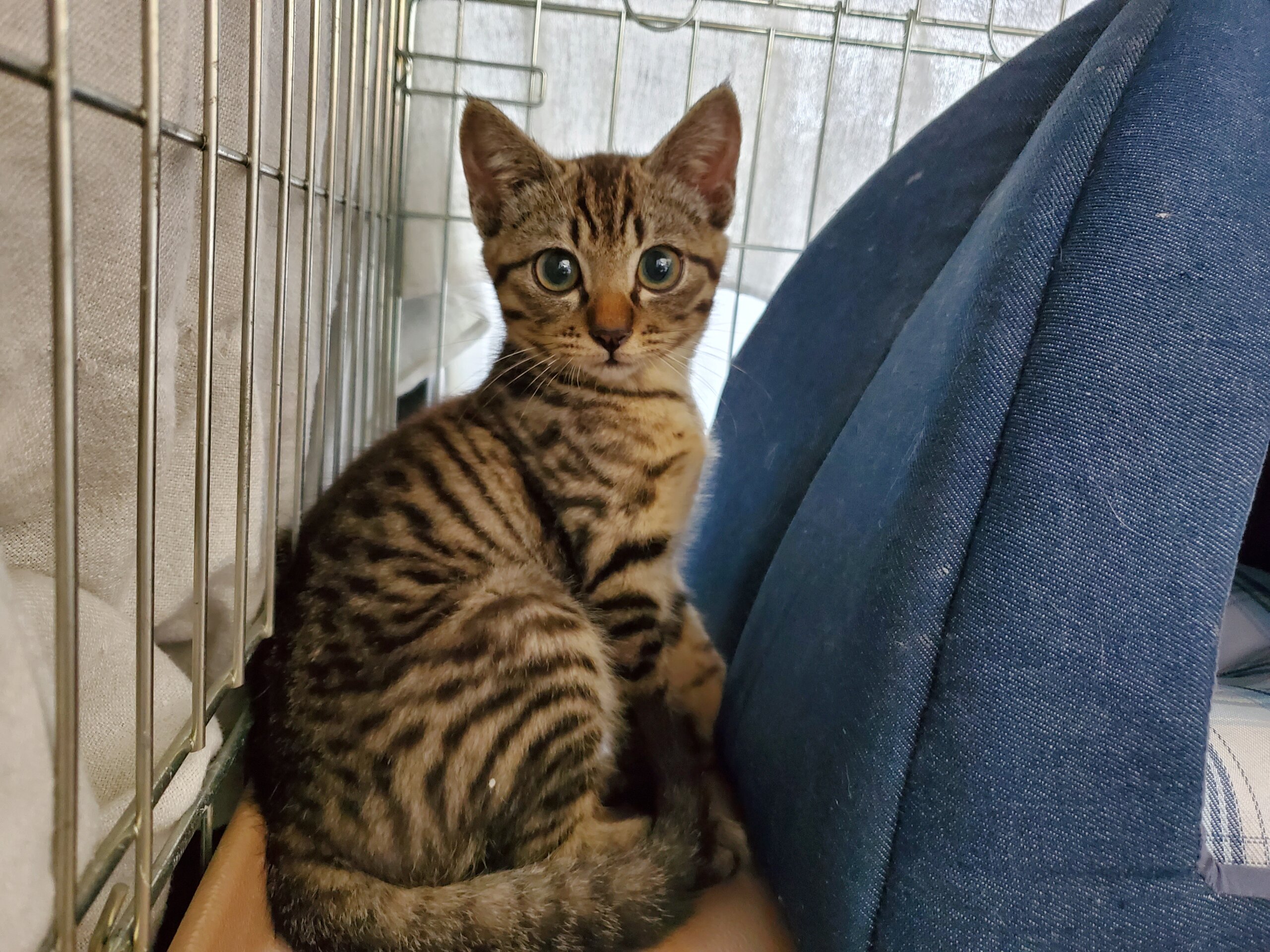 ずっとのお家が決まりました！可愛く成長中！3ヶ月の男の子つくし