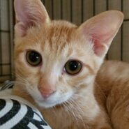 ほのぼの系チャトラン☆彡