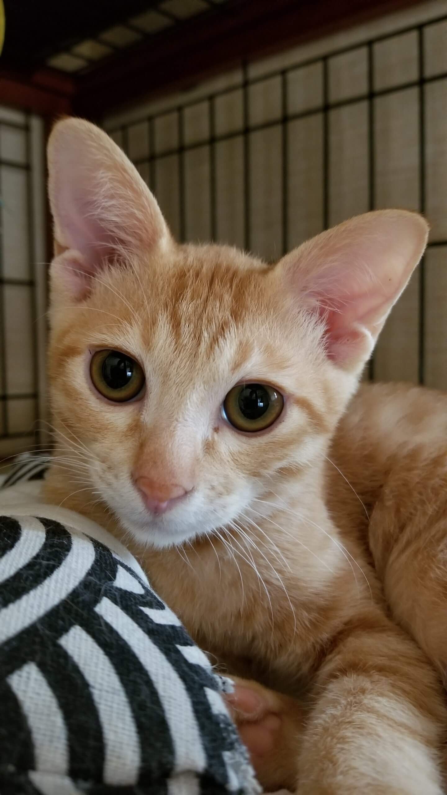 ほのぼの系チャトラン☆彡