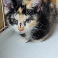 トライアル中につき一時停止します。