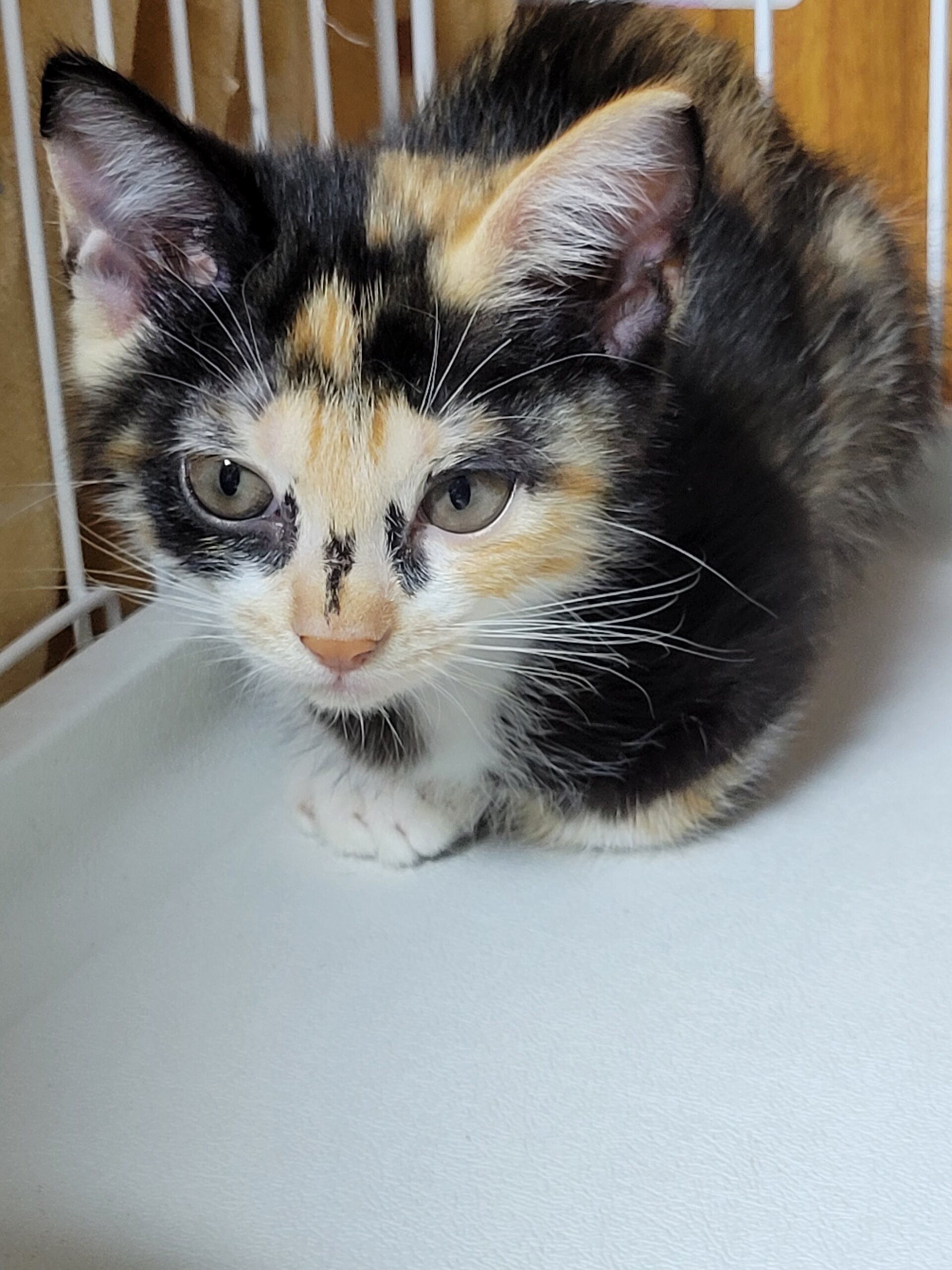 トライアル中につき一時停止します。