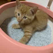 生後2、3ヶ月の子猫　（男の子）