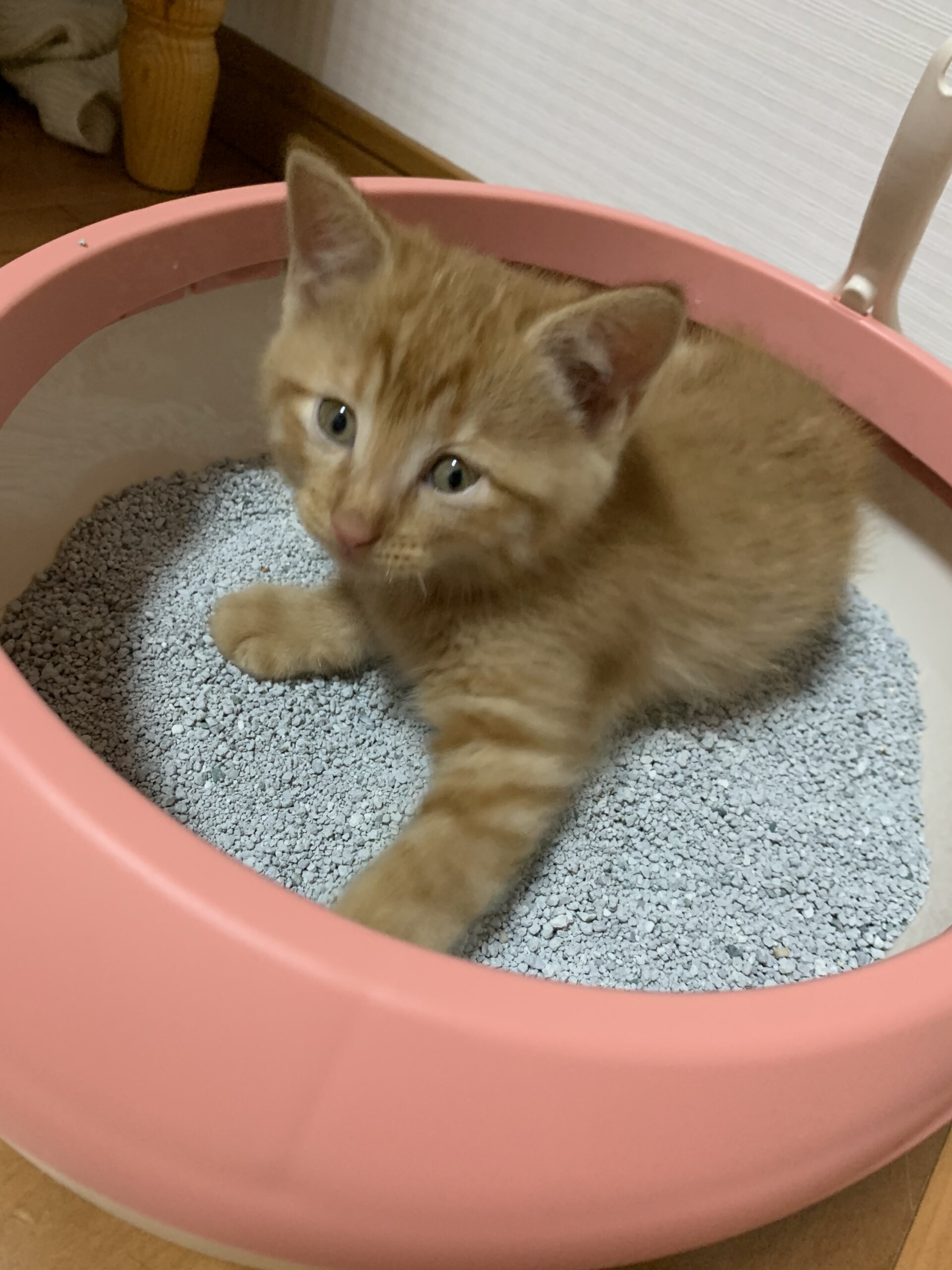 生後2、3ヶ月の子猫　（男の子）