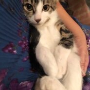 ビビりな甘えん坊ボーイのセイン！