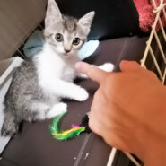 in小牧市～子猫のお祭り!!☆保護猫の譲渡会2022年9月3日（土）～ 非営利団体「ちーむ にゃいんず」