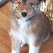 【保健所レスキュー】もふもふテリア風のエルダーくん