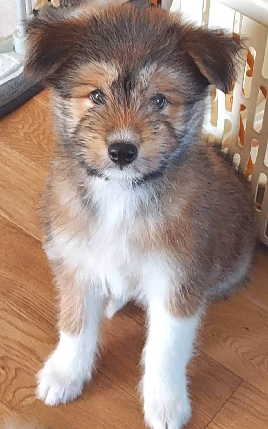 【保健所レスキュー】もふもふテリア風のエルダーくん