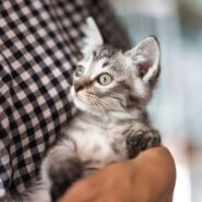 【保健所レスキュー】とてもハンサムなマカロニくん