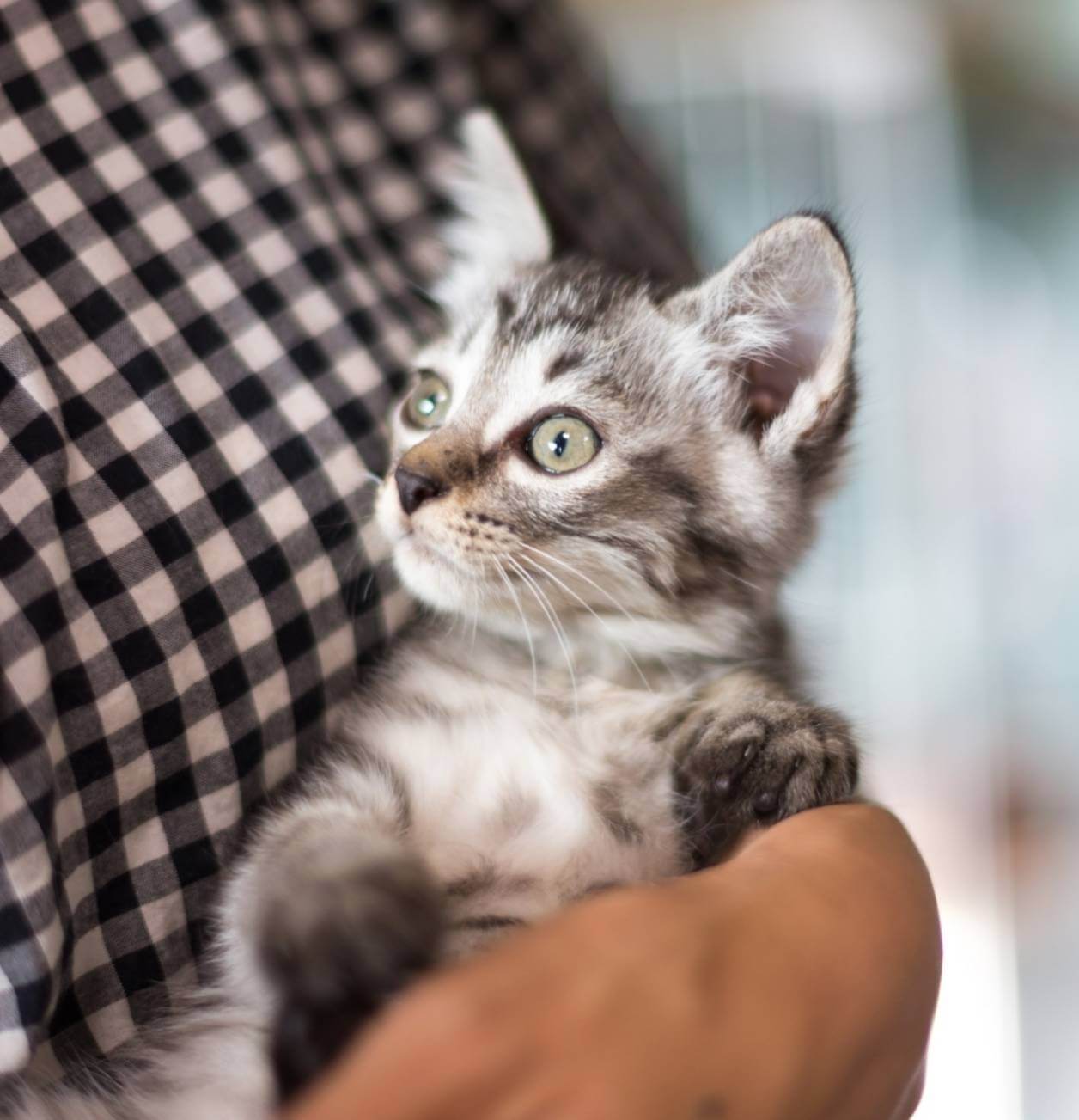 【保健所レスキュー】とてもハンサムなマカロニくん