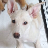 【保健所レスキュー】やや小柄な　ミントちゃん