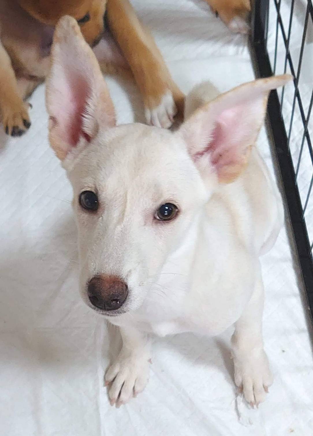 【保健所レスキュー】やや小柄な　ミントちゃん