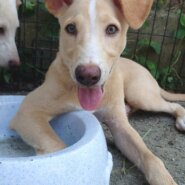 【保健所レスキュー】すっきりハンサムなホップくん