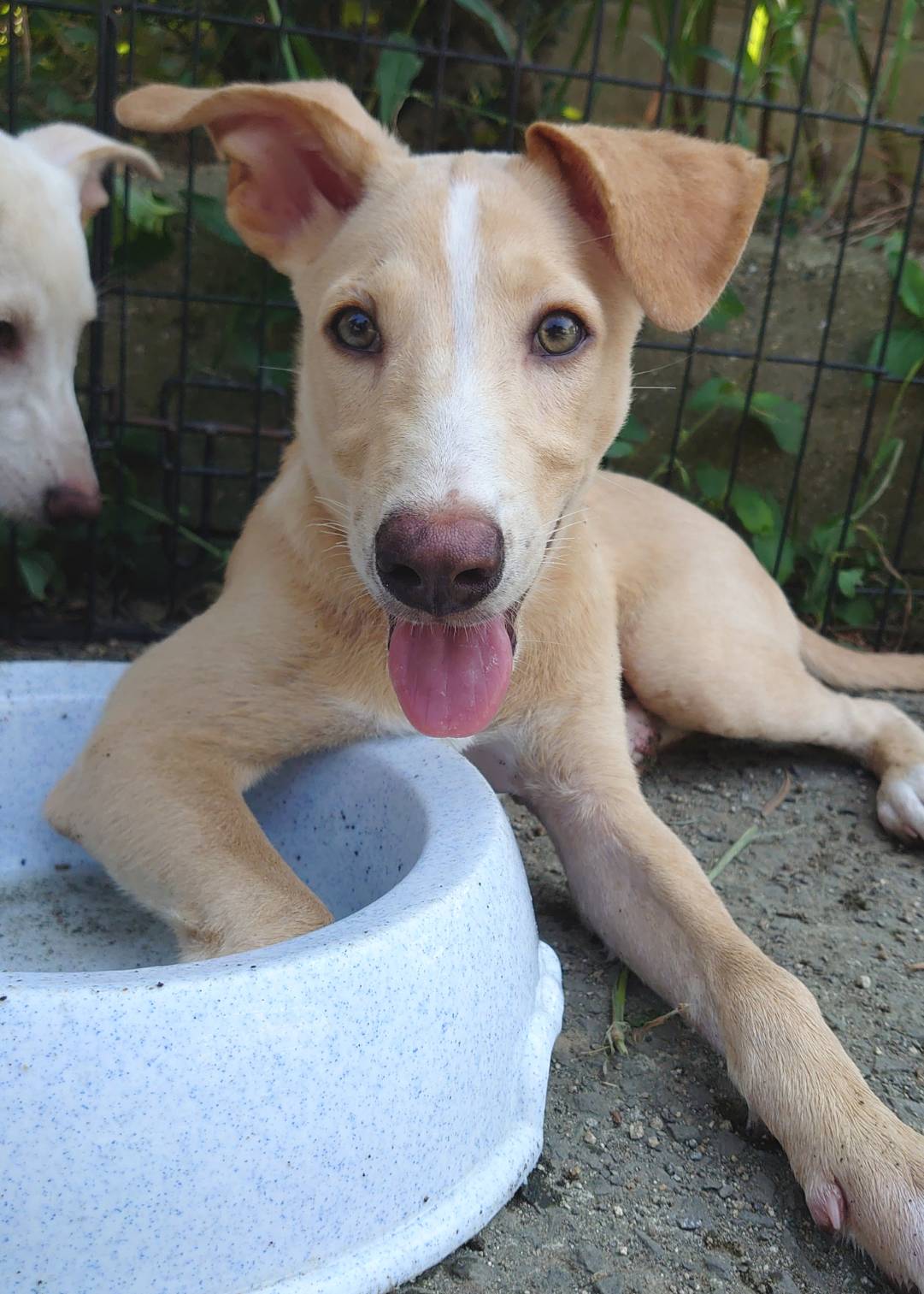 【保健所レスキュー】すっきりハンサムなホップくん