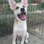 【保健所レスキュー】大きなお耳の男の子 セージくん