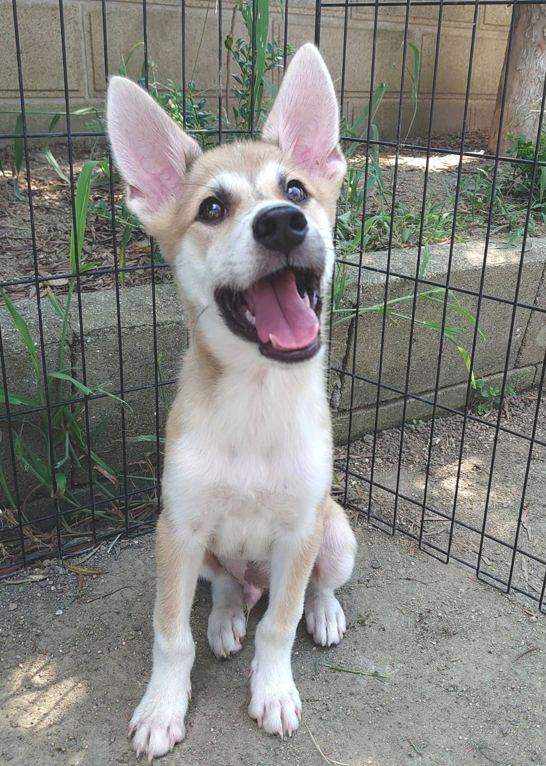 【保健所レスキュー】大きなお耳の男の子 セージくん