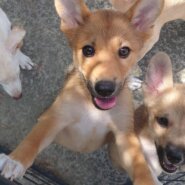 【保健所レスキュー】とっても元気な ミレーちゃん