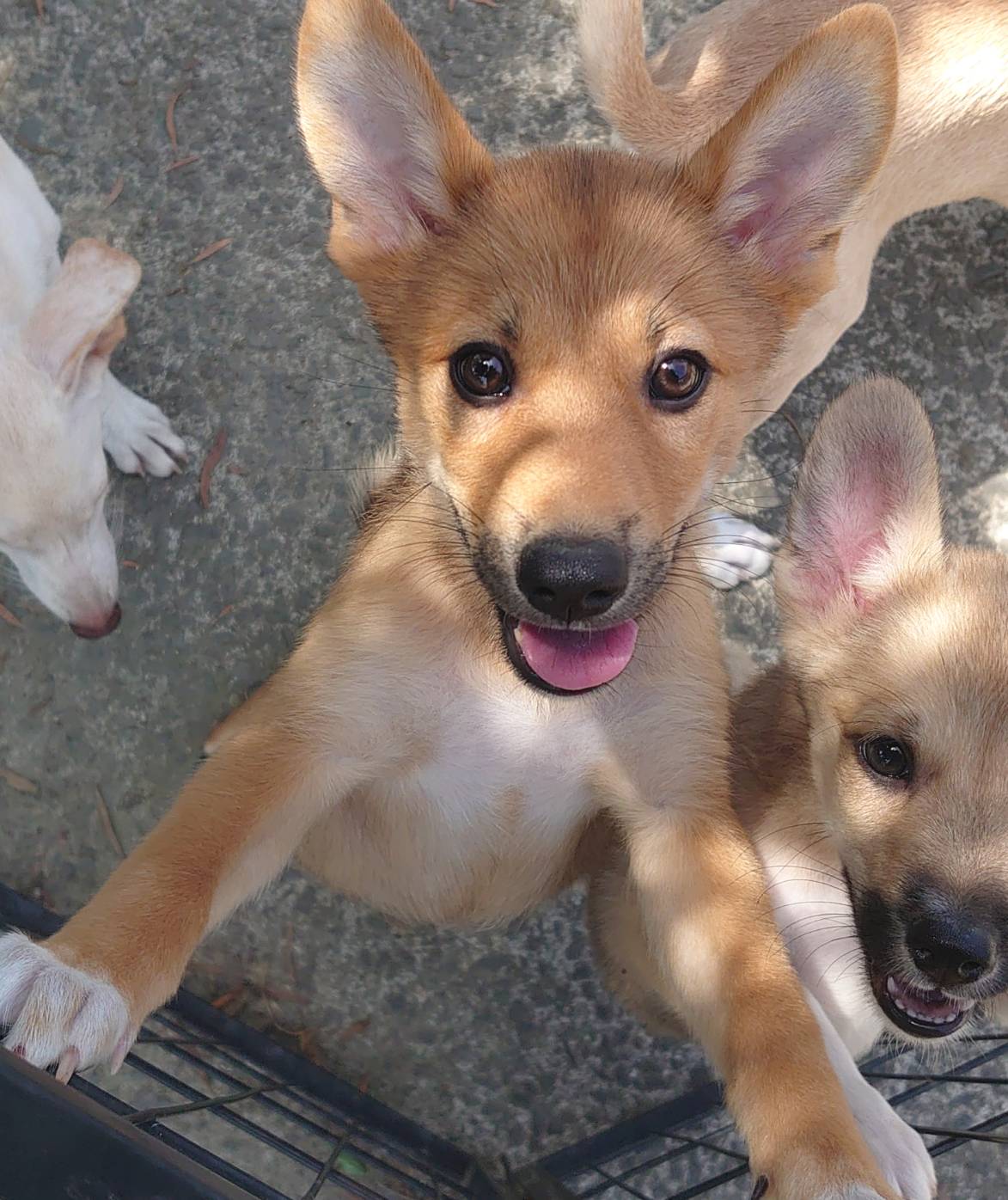 【保健所レスキュー】とっても元気な ミレーちゃん