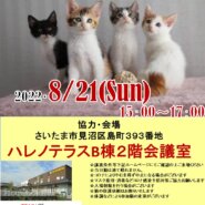 【こねこがいっぱい】8/21（日）ハレノテラス保護猫譲渡会