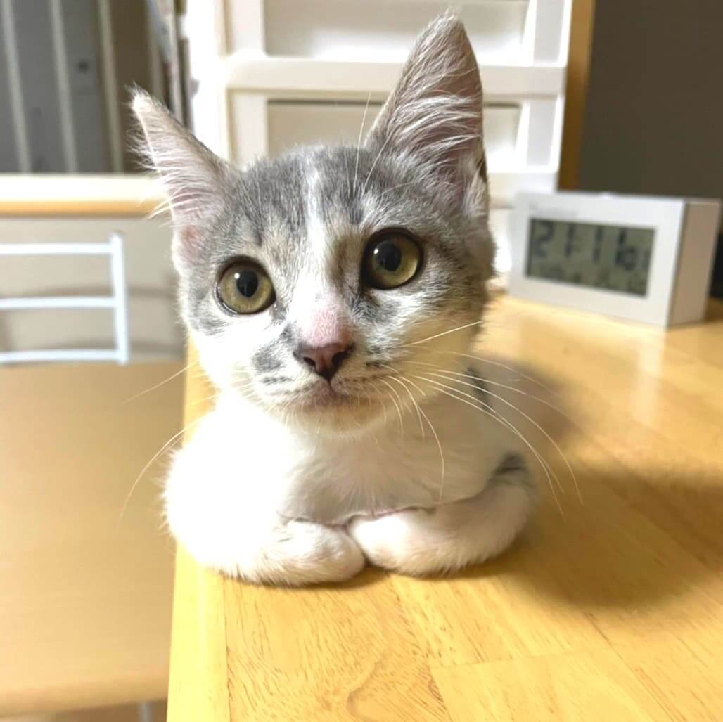 in小牧☆続々子猫祭り!!☆保護猫の譲渡会2022年8月6日（土）～ 非営利団体 ちーむ にゃいんず