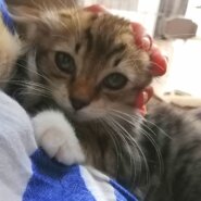 in豊明市～子猫のお祭り!!☆保護猫の譲渡会2022年9月3日（土）～ 非営利団体「ちーむ にゃいんず」