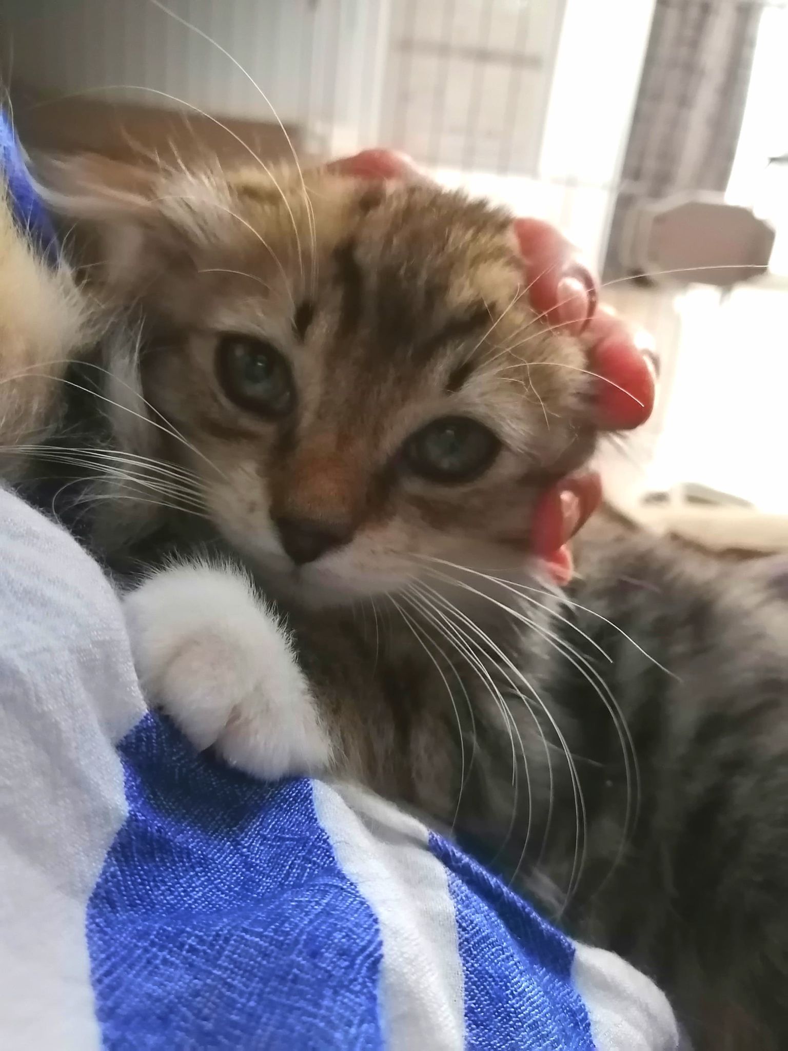 in豊明市～子猫のお祭り!!☆保護猫の譲渡会2022年9月3日（土）～ 非営利団体「ちーむ にゃいんず」