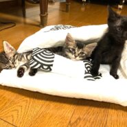 in豊明市☆子猫祭り!!☆保護猫の臨時譲渡会2022年8月27日（土）～ 非営利団体「ちーむ にゃいんず」