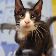 [沖縄発信] 足先が靴下をはいてる甘えん坊男子