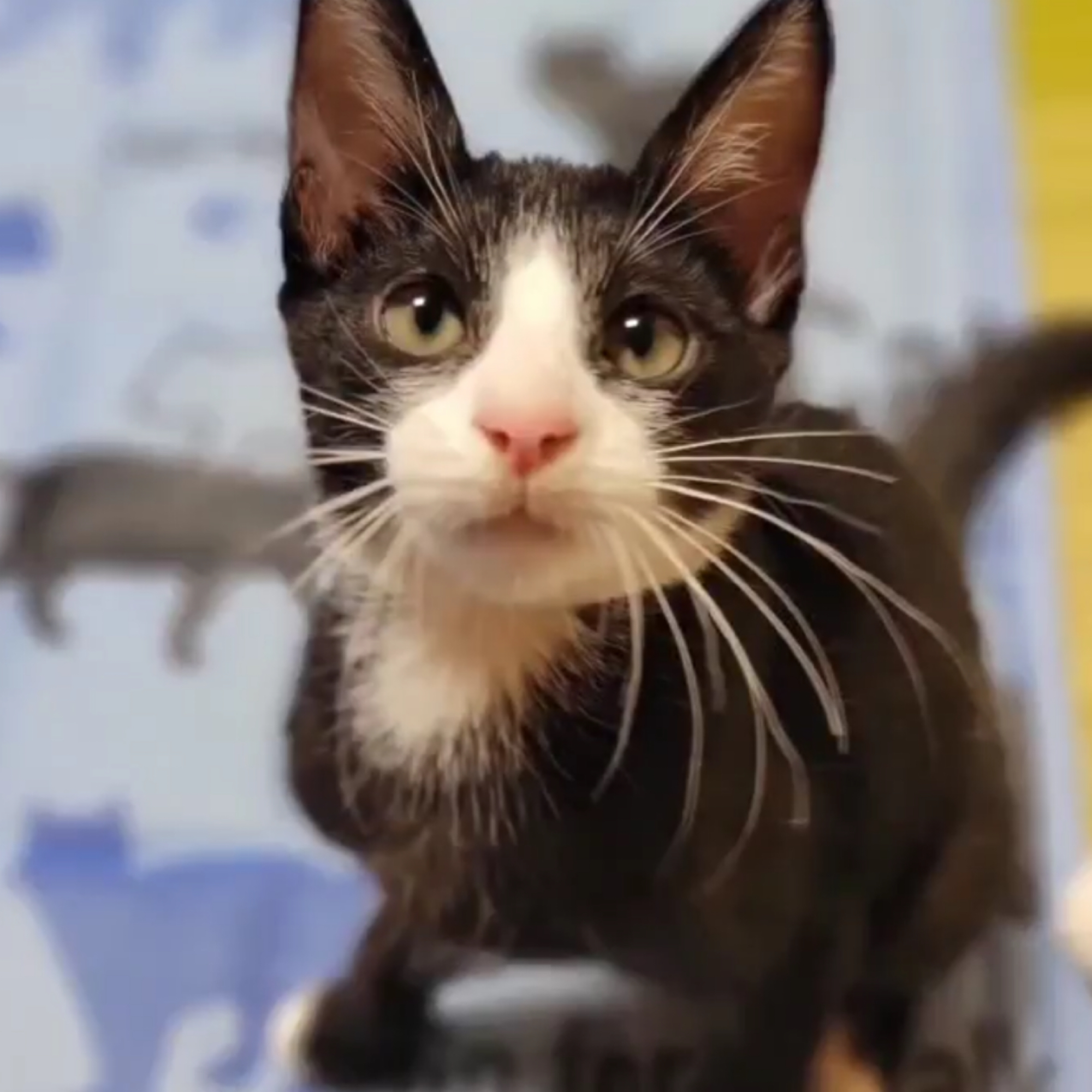 [沖縄発信] 足先が靴下をはいてる甘えん坊男子