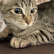 ベリーキュートなキジトラ女子のモエ！