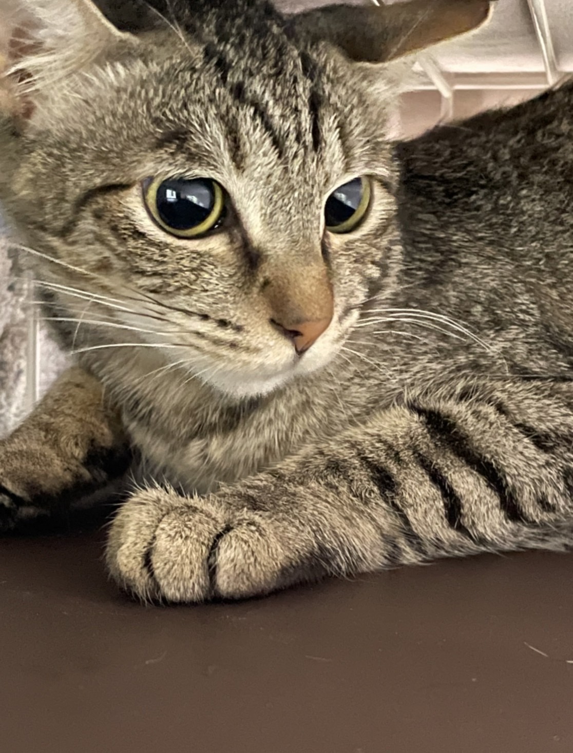 ベリーキュートなキジトラ女子のモエ！