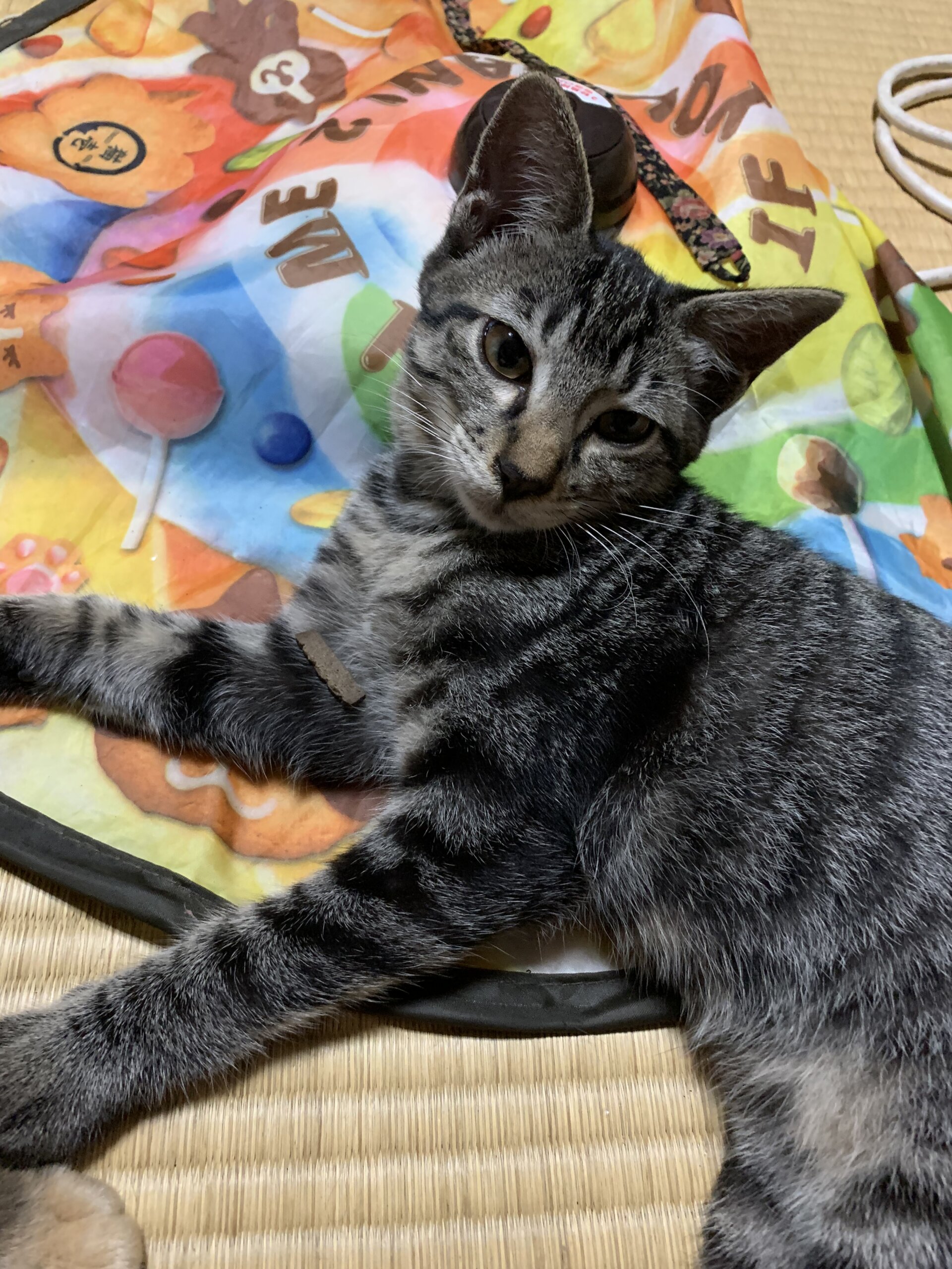 おっとりサバトラ男の子