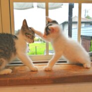 in瀬戸市☆子猫祭り!!☆保護猫の臨時譲渡会2022年8月27日（土）～ 非営利団体「ちーむ にゃいんず」