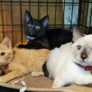 珍しい！柄違いの美猫３兄妹