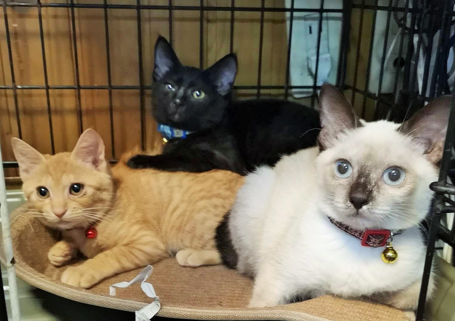 珍しい！柄違いの美猫３兄妹