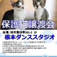 【こねこがいっぱい】9/11（日）根本ダンススタジオ保護猫譲渡会
